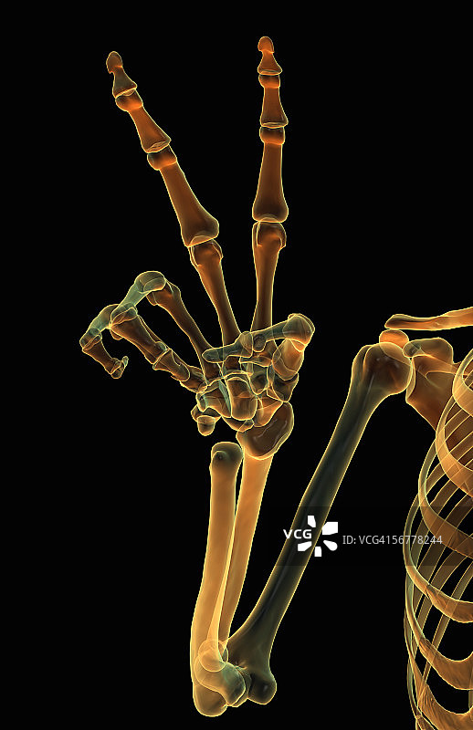 发光X光骨骼手势前视图图片素材