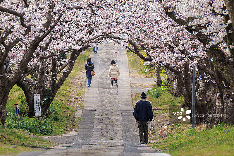 日本樱花拱门图片素材