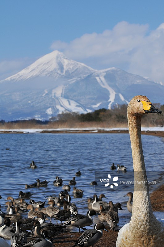 迁徙的鸟类飞过猪苗代湖和磐梯山图片素材