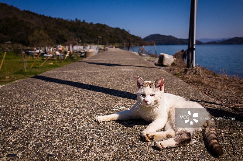 琵琶湖畔的猫图片素材
