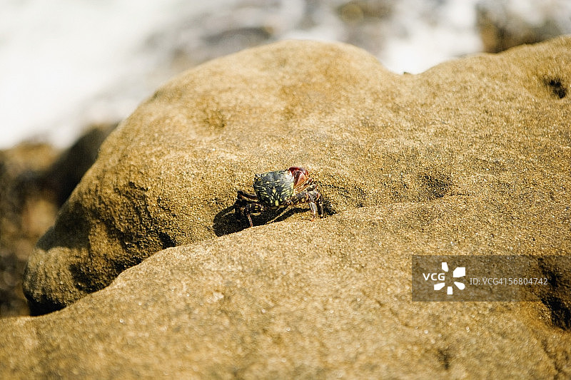 美国加利福尼亚州圣地亚哥拉霍亚礁石上的螃蟹特写图片素材