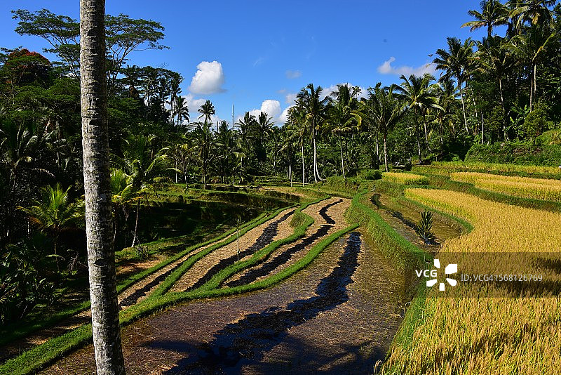 印度尼西亚巴厘岛卡维山附近的萨瓦图片素材