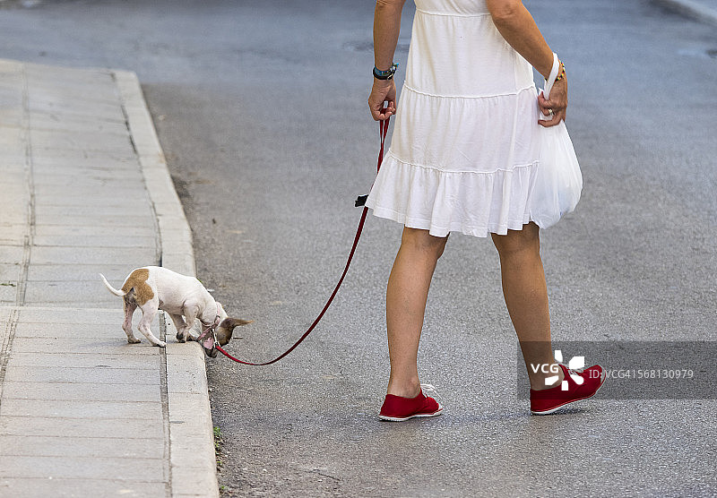 遛狗的女人图片素材