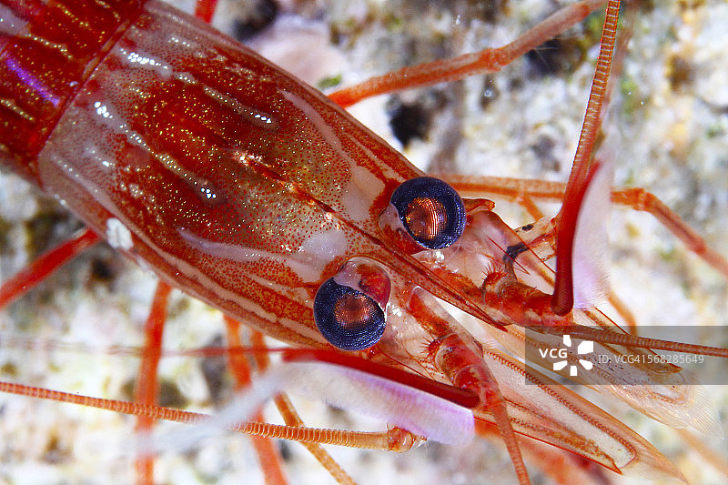 虾特写图片素材