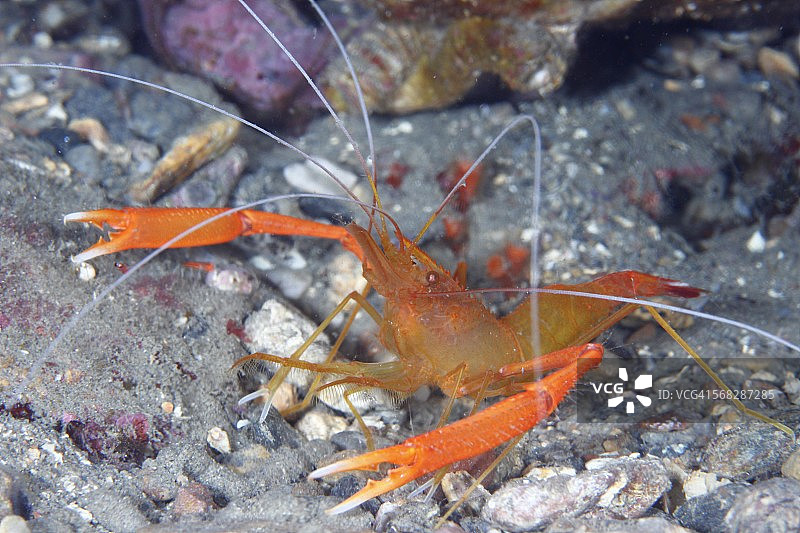 清洁虾图片素材