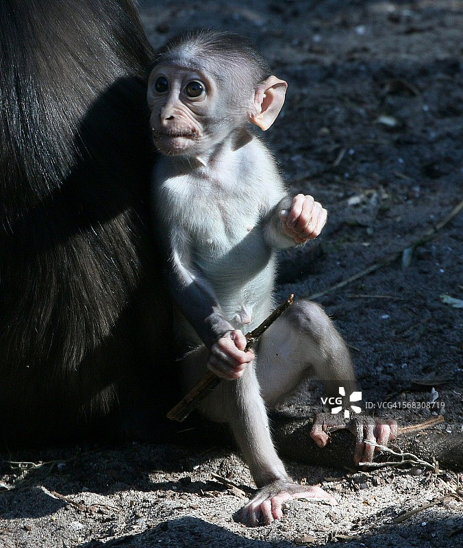 白冠白眉猴幼儿图片素材