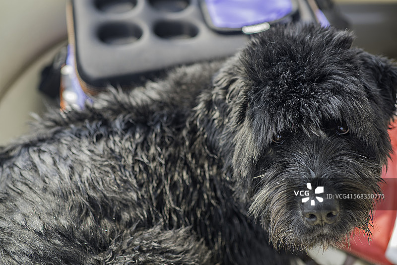 在船上的弗兰德斯畜牧犬图片素材