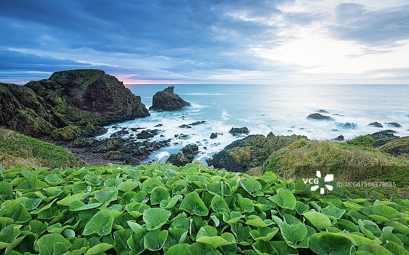 英国苏格兰圣阿布斯色彩斑斓的海岸线图片素材