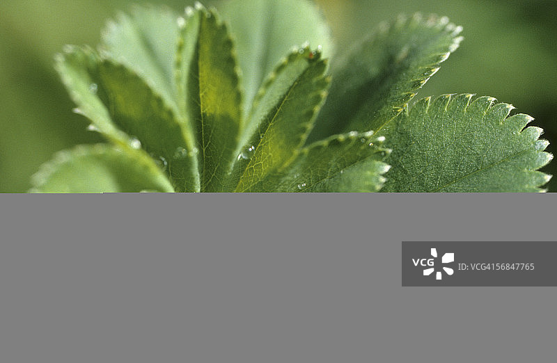 羽衣草特写图片素材