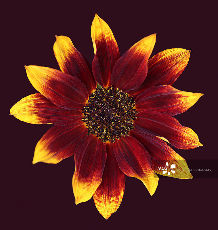 向日葵图片素材