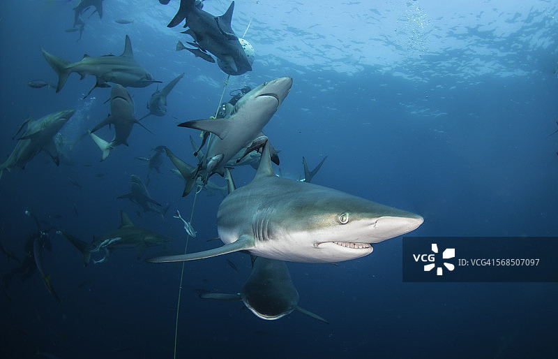 厚脸皮图片素材