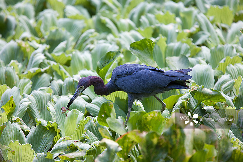 以小龙虾为食的小蓝鹭图片素材