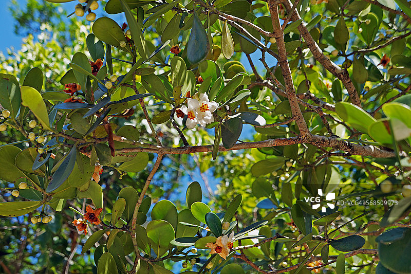树上的克鲁西亚花图片素材
