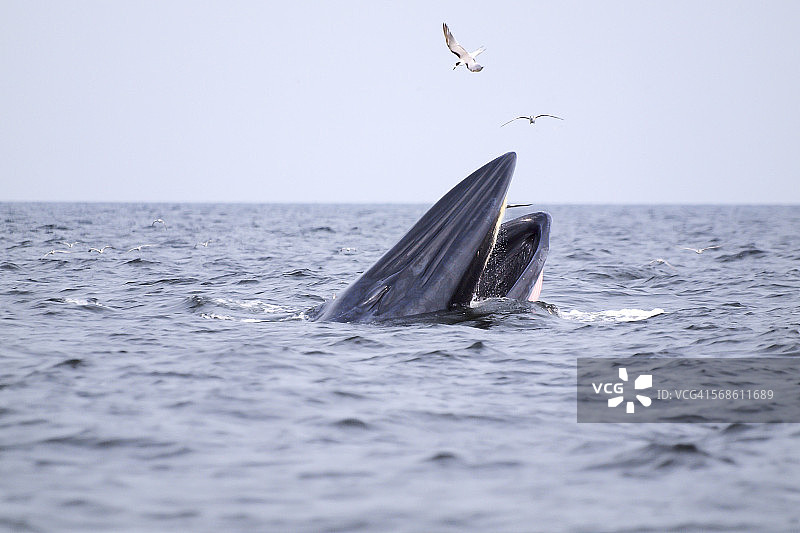 泰国湾的布氏鲸图片素材