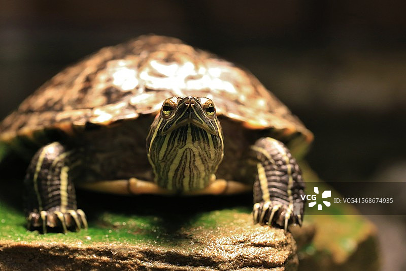 米德兰彩绘龟图片素材