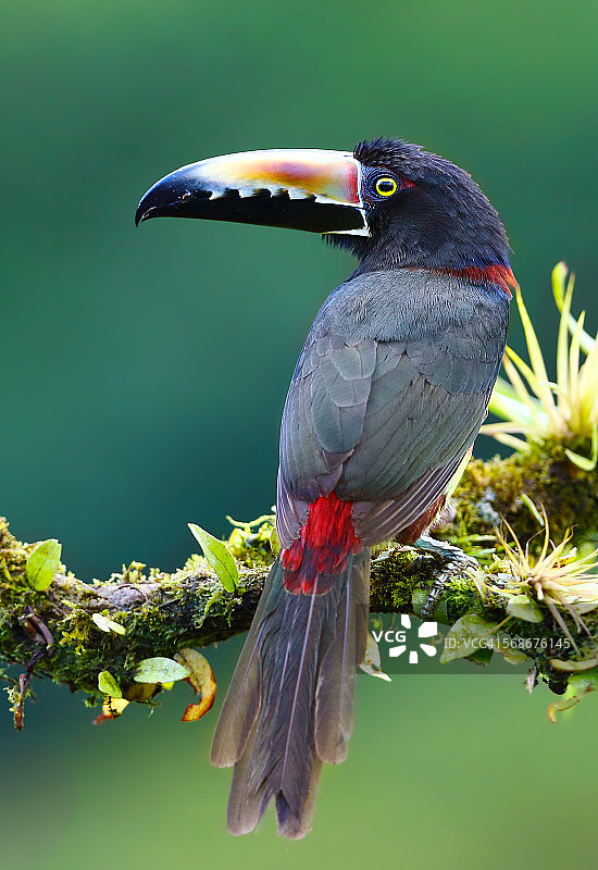 树枝上的领丽鹃图片素材