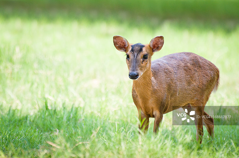 麂,台湾。图片素材