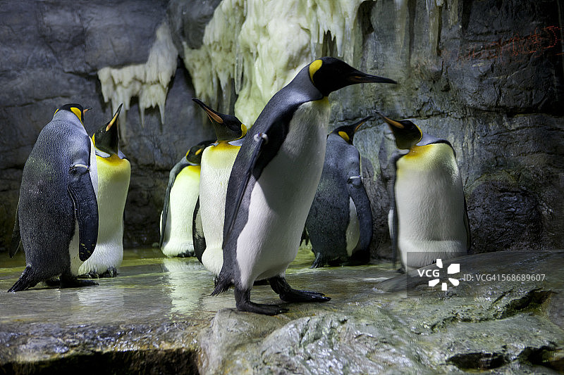 一群企鹅图片素材