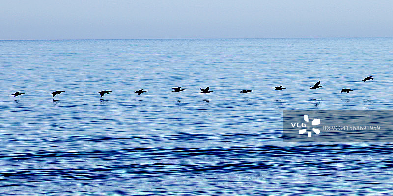 成群飞鸟图片素材