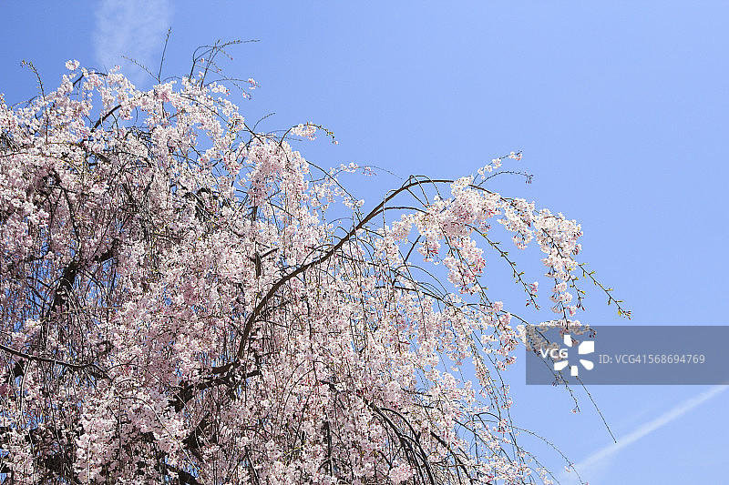 哭泣的樱桃树图片素材