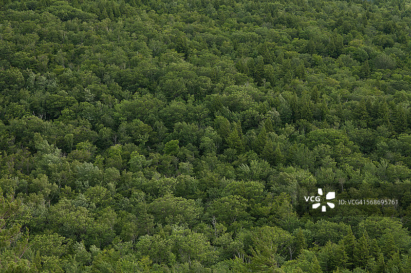 从上方俯瞰森林图片素材