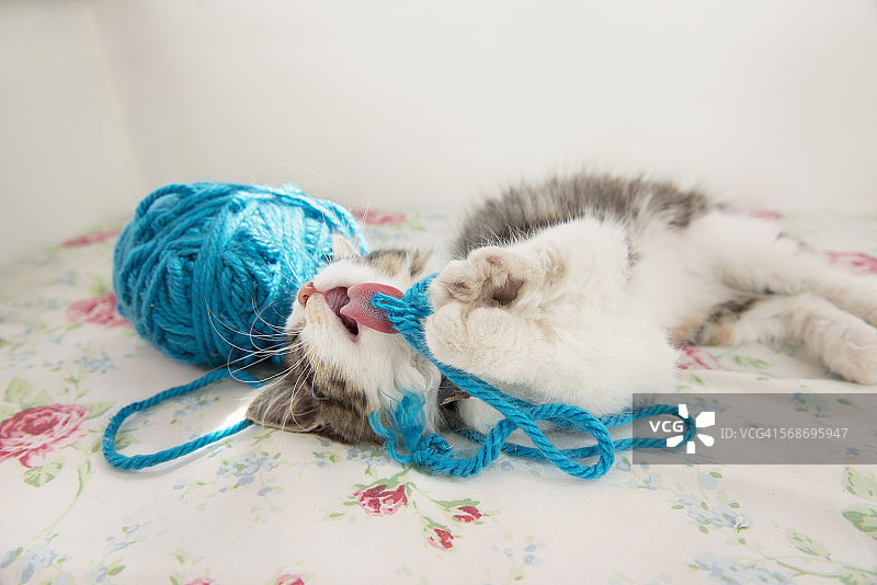 猫咪舔毛线球，特写图片素材