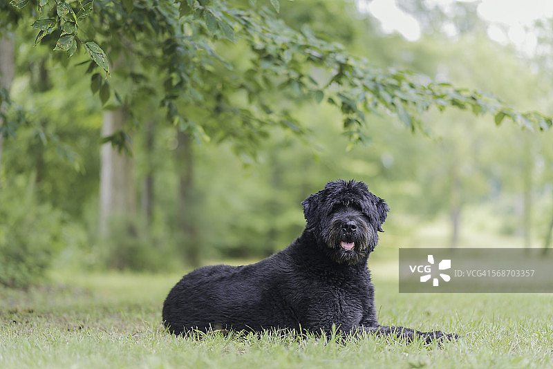 弗兰德牧牛犬图片素材