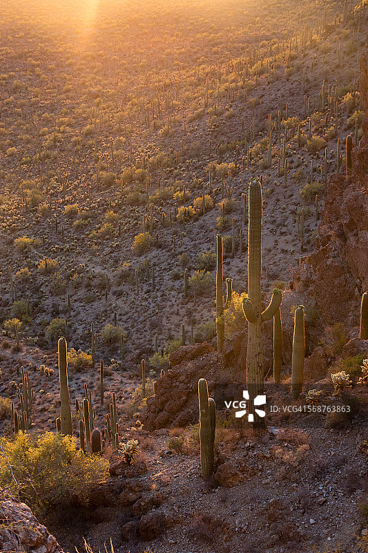 亚利桑那州索诺兰沙漠的夜景图片素材
