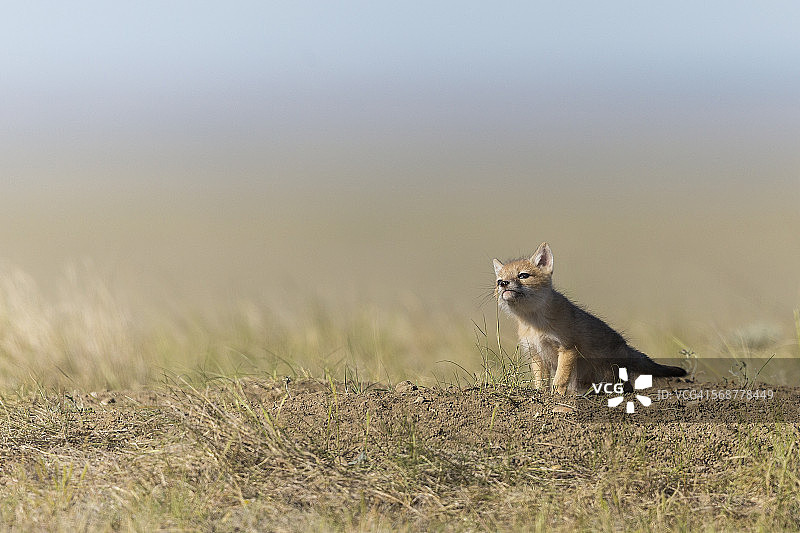 草原狐幼崽啃草图片素材