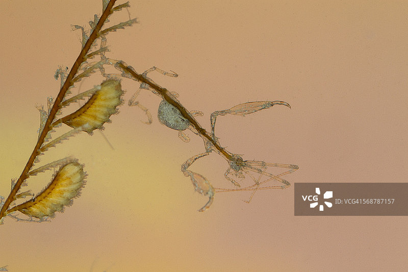 骨骼虾图片素材