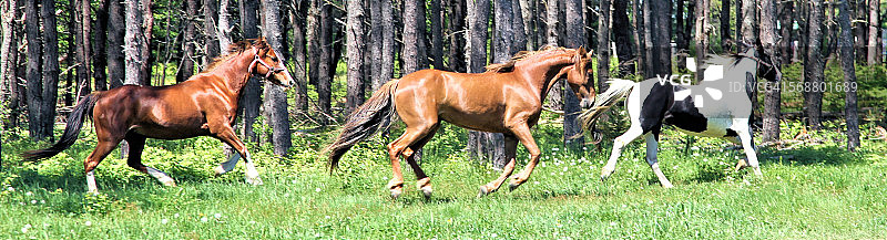 三匹田纳西走马一起奔跑图片素材