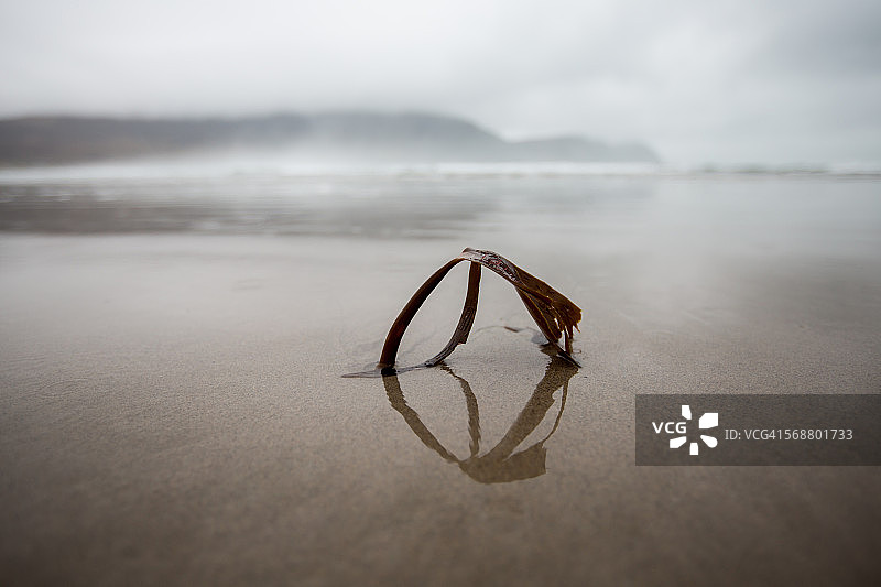 沙滩上优雅的海藻图片素材