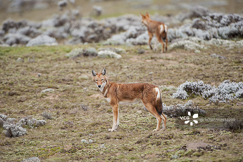 埃塞俄比亚狼图片素材