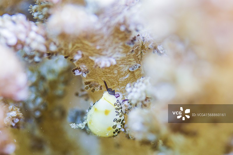 伸展触角的花纹海螺图片素材