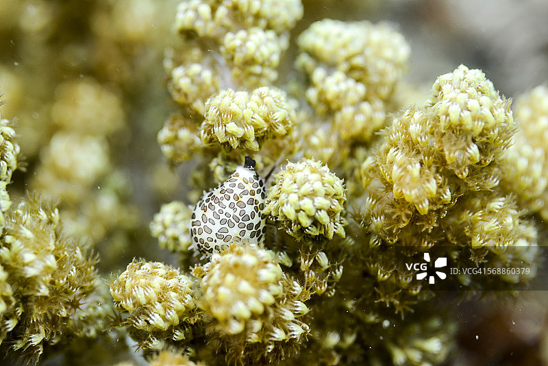 软珊瑚上的盟友宝贝图片素材