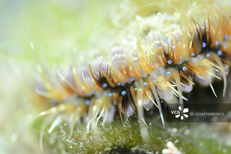 高贵扇贝的眼睛图片素材