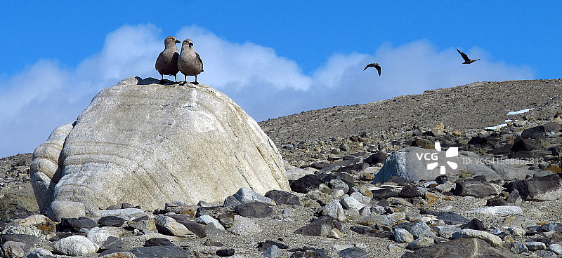 一对南极贼鸥站在南极洲的巨石上图片素材