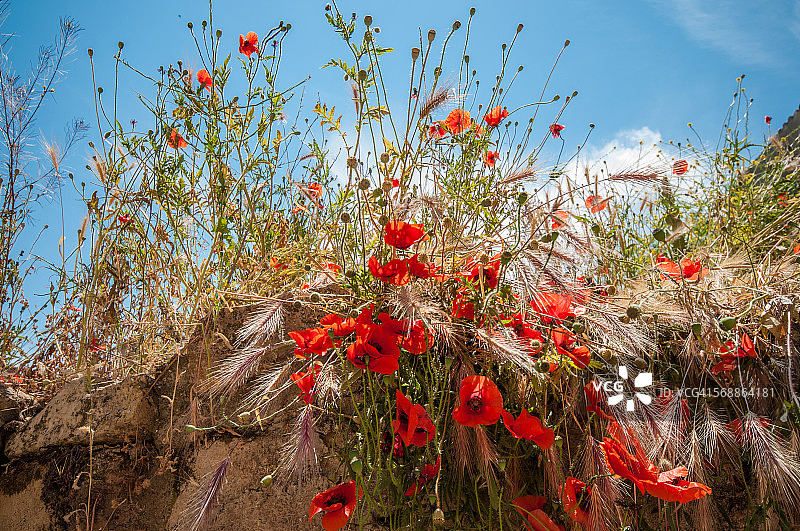 野花盛开的地方图片素材