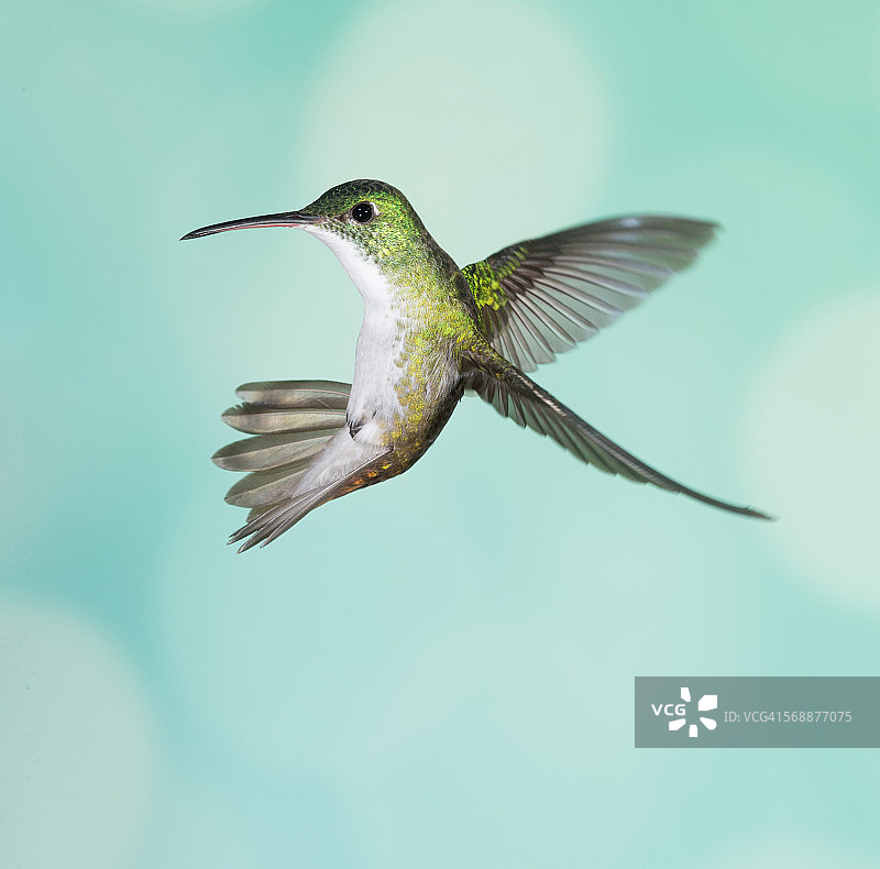 安第斯翠蜂鸟图片素材