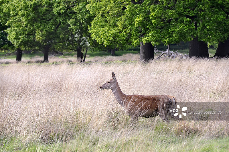 单只红鹿图片素材