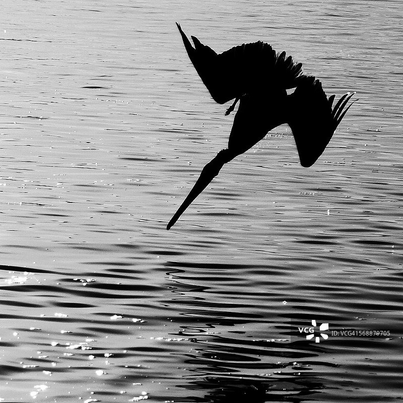 鹈鹕的觅食瞬间图片素材