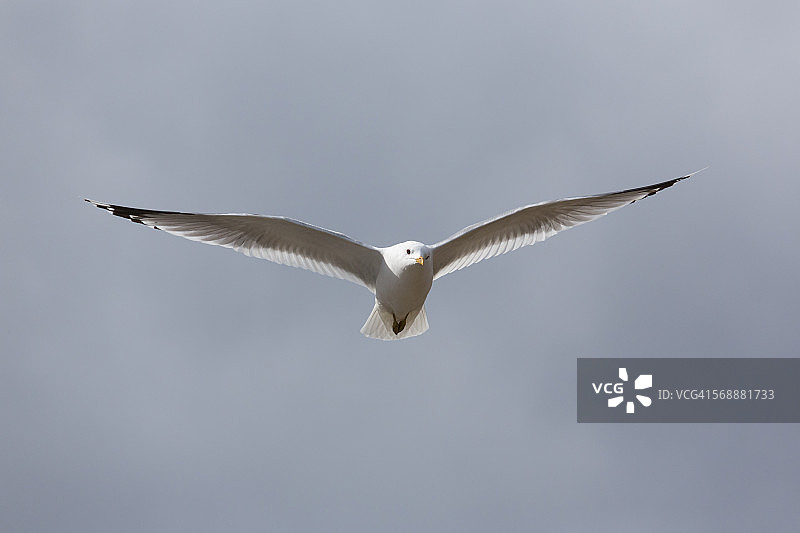 飞行中的普通海鸥图片素材