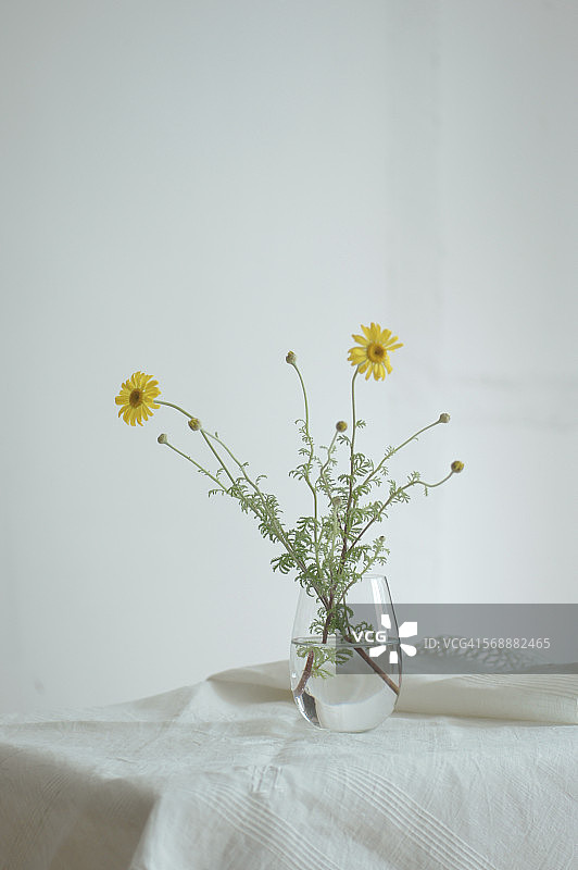 玻璃杯中的黄色甘菊图片素材