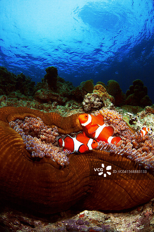 西部小丑海葵鱼图片素材