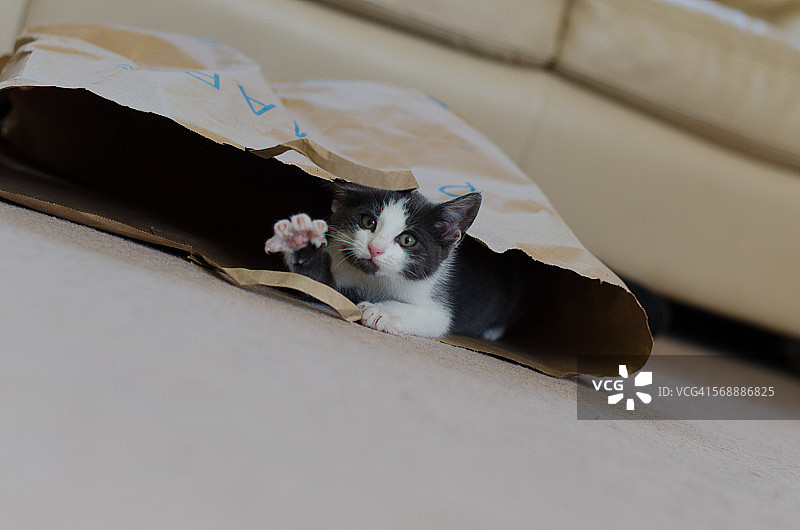 广阔视角：小猫在纸袋里玩耍图片素材