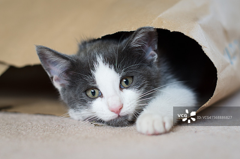 小猫在纸袋里玩耍特写图片素材