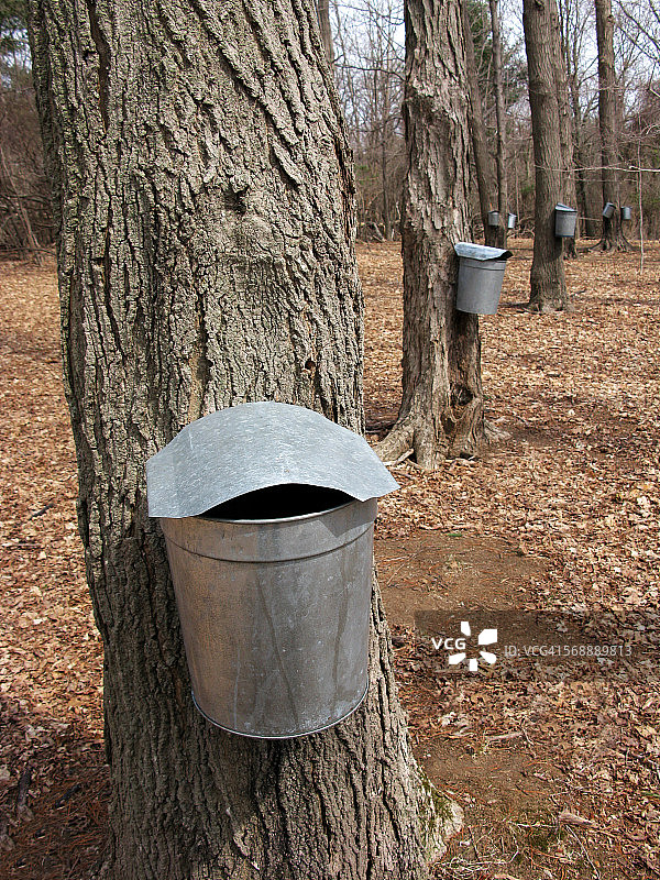 枫树汁流入桶中图片素材