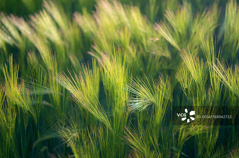 幼年大麦植株图片素材