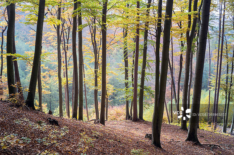 维也纳森林的秋色图片素材