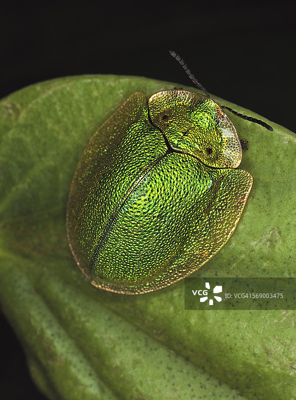 Physonota sp.图片素材